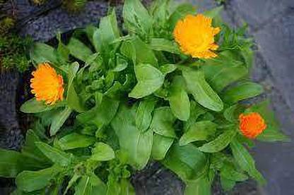 greenfarm Calendula Mixed seeds Pure organic C90 Seed