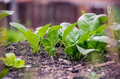 BJUBAS Palak seeds (All Season) PACK OF 1530 Seed