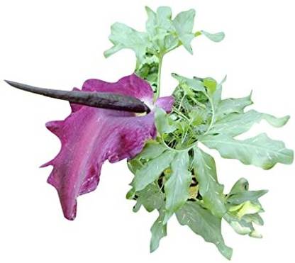 Redoak Voodoo Gaint lily Flower Seeds Seed