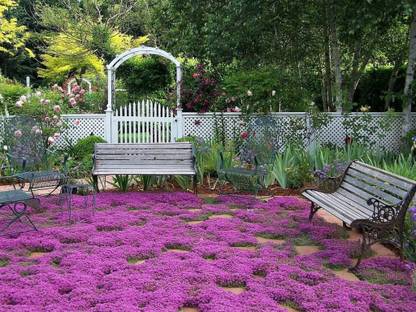 CYBEXIS XLL-35 - Creeping Thyme - (150 Seeds) Seed