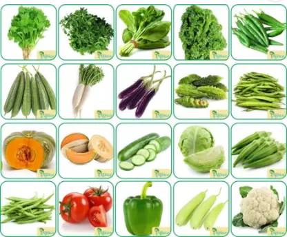 GROW-N-KNOW 20 Varieties of Vegetable Seeds 1520+ Germination Seeds For Your Garden Seed