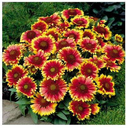XOLDA Gallardia flower Seed