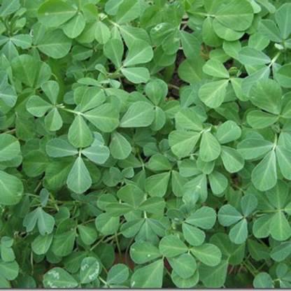 MAA Fenugreek, Methi Seed