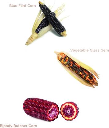 CRGO GERMINATION KIT Seed