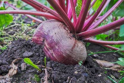 Arshiayat Beetroot Vegetable Seed