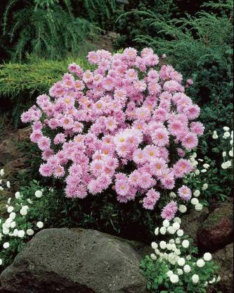 CYBEXIS Aster Novi-belgii Fellowship - Michaelmas Daisy Seed