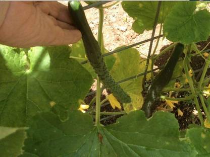 VibeX ® VXI-608 Japanese Suhyo Slicing Cucumber Seeds Seed