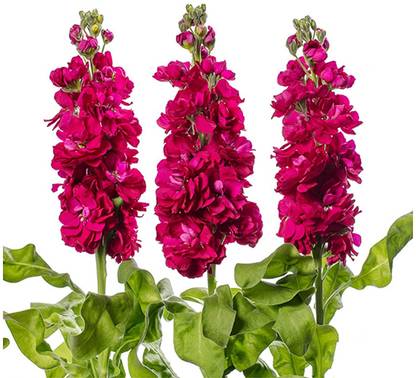 Aywal Stock Flower Plant Seeds Seed