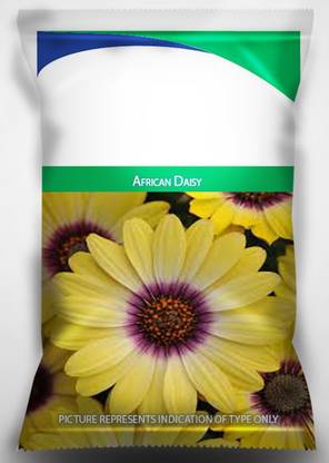 VibeX GUA-83 - African Daisy Flower for Gardening - (60 Seeds) Seed
