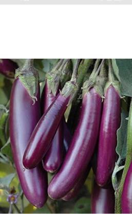 G-Bubbly Bagan Seed