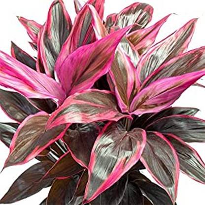 Kapebonavista Kapebonavista Cordyline terminalis Live Plant Seed