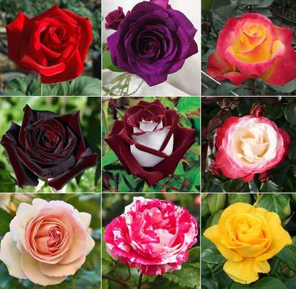 VibeX Hybrid Tea Rose Flower Seeds Mixed Seed
