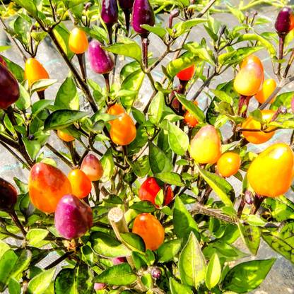 Biosnyg Pepper Seeds - Hot - Fire Cracker-[1000 Seeds] Seed