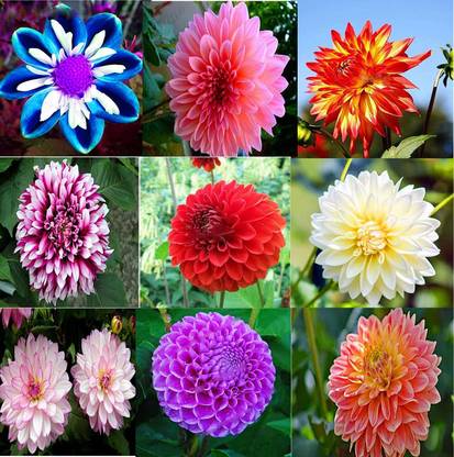 CYBEXIS XLL-35 - Rare Mixed Beautiful Perennial Dahlia Flowers - (60 Seeds) Seed
