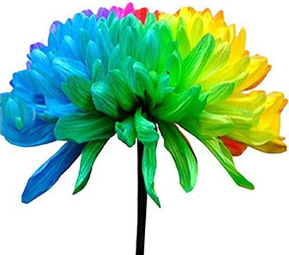 CYBEXIS Rainbow Chrysanthemum Seeds Eye-catching Drought-Resistant Seed
