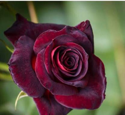 greenfarm NCX- Rose Flower Seeds /Gulab Seeds ,Best Quality , 80 X Seeds ,mkn48 Seed