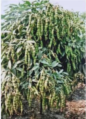 HYBRID 1kg, toor/arhar dal seed highest yield variety early fruiting Seed