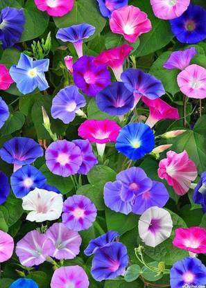 VibeX TLX-7 - Morning Glory Mixed Color Creeper Flower Plant - (900 Seeds) Seed