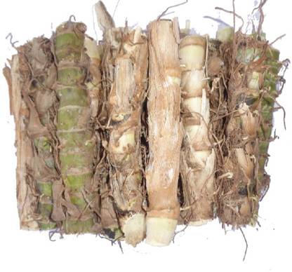 PURE AGROVET ENTERPRISES Dwarf Napier / Small / Kuttai Napier Green Fodder Grass slips (100 Slips) Seed