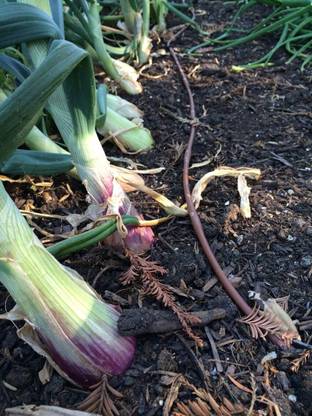 WILLVINE HUA -VII Red Torpedo Onion Seeds [100g] Seed