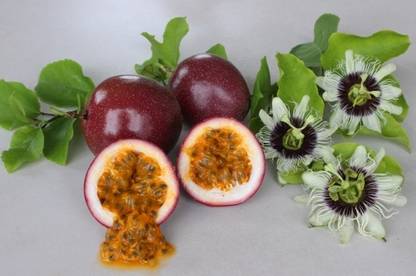 M-Tech Gardens Rare Hybrid Passionfruit " Panama Red Pandora " Exotic 20 Seed
