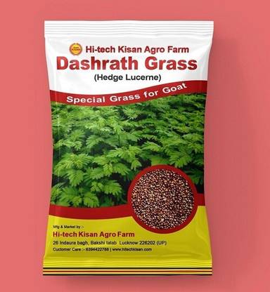 Hi tech Kisan Agro Farm Hi-tech Kisan Agro Farm Dasrath Ghas ( Hedge lucerne ) Seed