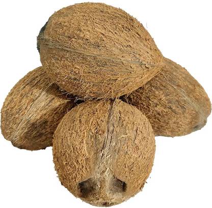 Platone Coconut Seed