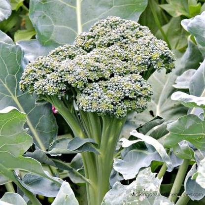 VibeX ® VMR-160 Atlantis Broccoli Seeds Seed