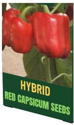 VibeX NDIR-51 - Capsicum Red Colour - (150 Seeds) Seed