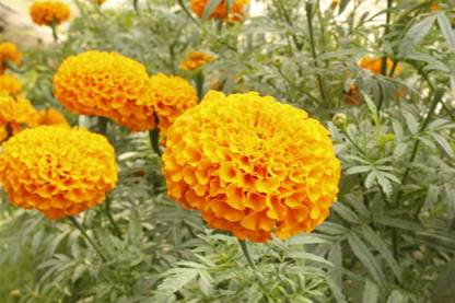 rmd marigold/gende ka phool flower seeds Seed