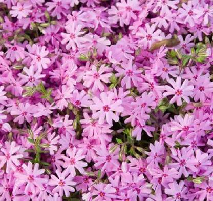CYBEXIS Creeping Phlox, Pink-50 Seeds Seed