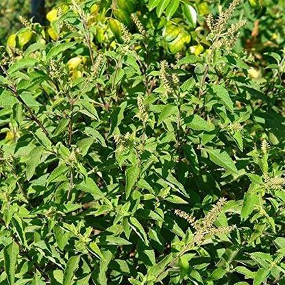 KNESSiN Tree Basil (Ocimum gratissimum) Medicinal Herb-{800 Seeds} Seed