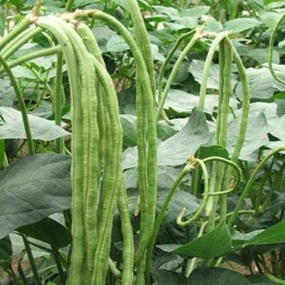 Arshiayat Long Cowpea (Lobia) Hybrid Variety Seed