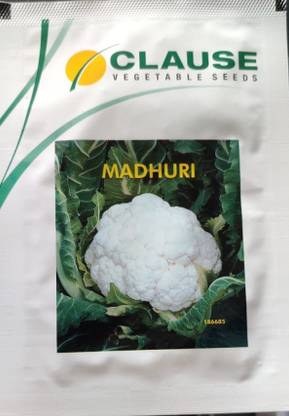 clause Cauliflower, Madhuri - 10 gm Seed