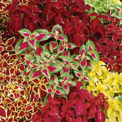 MYAT Coleus Blumei Rainbow Mix Seed
