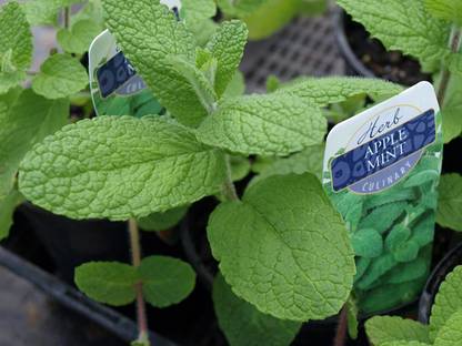 VibeX XL-12 - Apple Mint - (150 Seeds) Seed