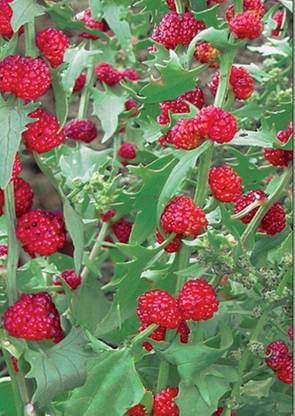 VibeX HUA-65 - Strawberry Spinach Blite Giant - (250 Seeds) Seed