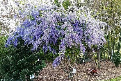 Migento Purple Wreath Sandpaper Vine Flowering Plant Seed