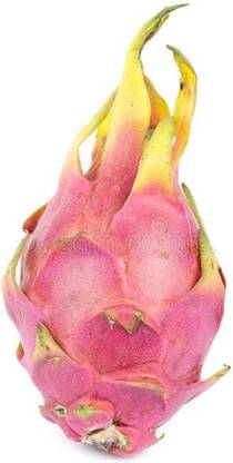 Oliver hybrid dragon fruit seed Seed