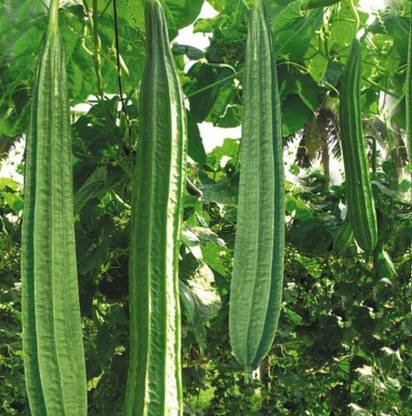 Jignishaseeds Green Ridge Gourd, Turiya, Turai Vegetable Home And Kitchen Gardening Seed