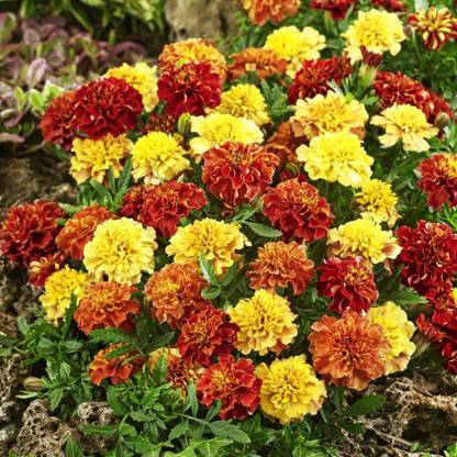 VibeX ® XXL-56 Tagetes Patula French Marigold Strawberry Seed