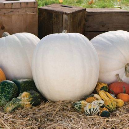 VibeX ® VXI-359 Pumpkin Polar Bear F1 Seeds Seed