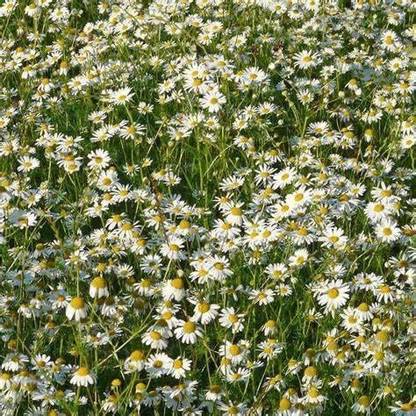 VibeX KGF -20 - Chamaemelum Nobile Roman Chamomile - (2250 Seeds) Seed
