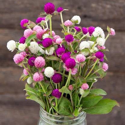 Aywal Gomphrena Flower Seeds Mixed Color for Summer Season Seed