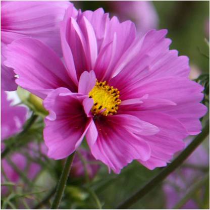 CYBEXIS Cosmos 'Fizzy Mixed' Seeds. Fizzy Cosmos Seed