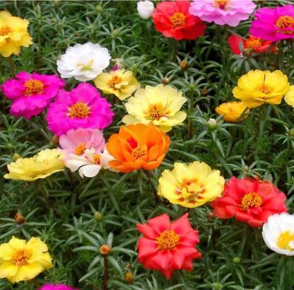 ROSEMERC PORTULACA Mixed colour seeds/Nela gulabhi / Gaddi gulabhi ( 200 seeds) Seed
