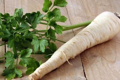 CYBEXIS GBPUT-78 - Parsley Sugar Root - (2250 Seeds) Seed