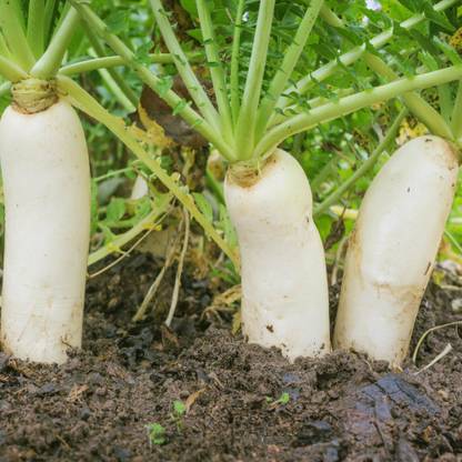 VINTI Daikon Radish Cover Crop Seed Seed