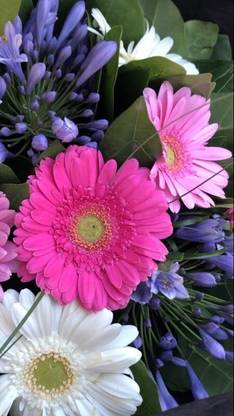 Lorvox Gerbera Seed