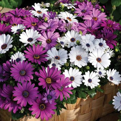 Biosnyg Osteospermum Flower - Asti Series - Color Mix[100 Seeds] Seed